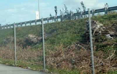 Tree abuse:  Live Oak trees destroyed by the MDX on the Gratigny Parkway photo #18