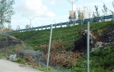 Tree abuse:  Live Oak trees destroyed along the Gratigny Parkway by the MDX photo #19