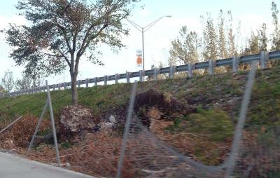 Tree abuse: Live Oak tree destroyed along the Gratigny Parkway by the MDX photo #20