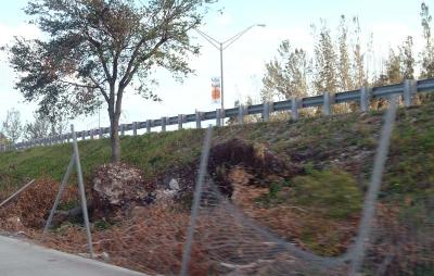 Tree abuse:  Live Oak tree destroyed along the Gratigny Parkway by the MDX photo #20