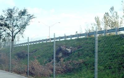 Tree abuse:  Live Oak trees destroyed along the Gratigny Parkway by the MDX photo #21