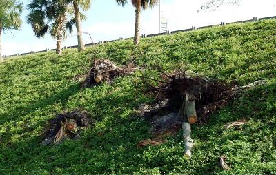 Tree abuse:  Live Oak trees along the Gratigny Parkway destroyed by the MDX photo #23
