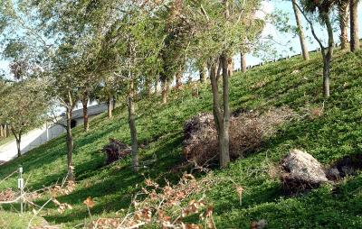 Tree abuse:  Live Oak trees destroyed along the Gratigny Parkway by the MDX photo #24