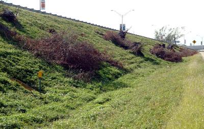 Tree abuse:  Numerous Live Oak trees destroyed along the Gratigny Parkway by the MDX photo #25