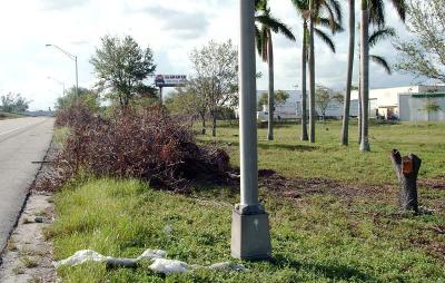 Tree abuse:  Live Oak tree destruction along the Gratigny Parkway Red Road entrance ramp by the MDX photo #26