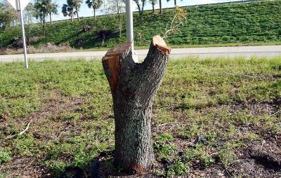 Tree abuse:  Live Oak tree destruction along the Gratigny Parkway Red Road entrance ramp by the MDX photo #27