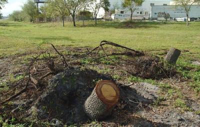 Tree abuse:  Live Oak trees destroyed along the Gratigny Parkway Red Road entrance ramp by the MDX photo #29