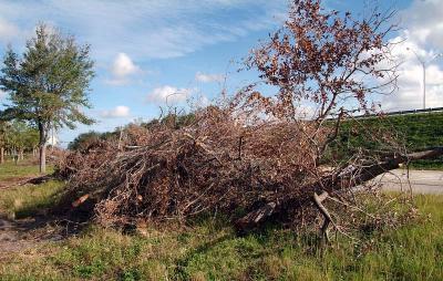 Tree abuse:  Live Oak trees destroyed along the Gratigny Parkway Red Road entrance ramp by the MDX photo #32