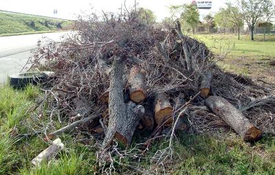 Tree abuse:  Live Oak trees destroyed along the Gratigny Parkway by the MDX photo #33