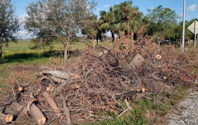 Tree abuse:  Live Oak trees destroyed along the Gratigny Parkway by the MDX photo #34