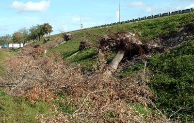 Tree abuse:  Live Oak trees destroyed along the Gratigny Parkway by the MDX photo #35