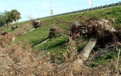 Tree abuse:  Live Oak trees destroyed along the Gratigny Parkway by the MDX photo #36