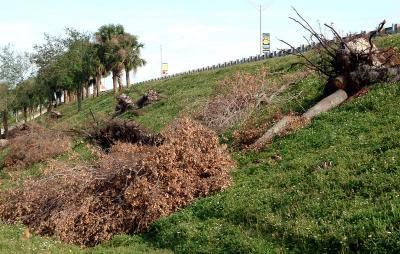 Tree abuse:  Live Oak trees destroyed along the Gratigny Parkway by the MDX photo #39