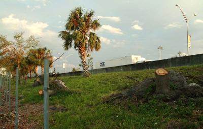 Tree abuse:  Live Oak trees destroyed along the Gratigny Parkway by the MDX photo #41