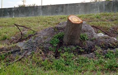 Tree abuse:  Live Oak tree destroyed along the Gratigny Parkway by the MDX photo #42