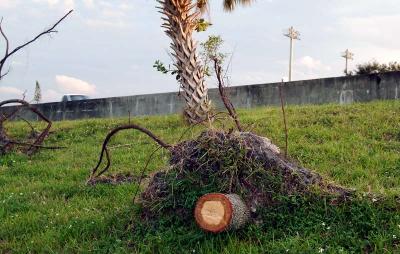 Tree abuse:  Live Oak tree destroyed along the Gratigny Parkway by the MDX photo #43