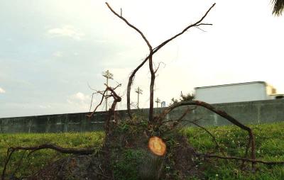 Tree abuse:  Live Oak tree destroyed along the Gratigny Parkway by the MDX photo #44