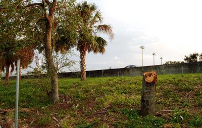 Tree abuse:  Public-owned Live Oak tree destroyed along the Gratigny Parkway by the MDX photo #45