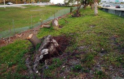 Tree abuse:  Live Oak trees destroyed along the Gratigny Parkway by the MDX photo #47