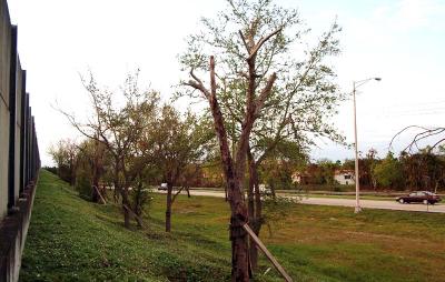 Tree abuse:  Live Oaks, half of them dead, along the Gratigny Parkway east of NW 67th Avenue photo #48