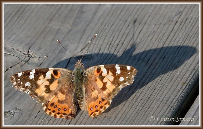 Vanesse de Virginie / American Painted Lady / Vanessa virginiensis