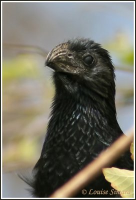 Groove-billed Ani / Ani  bec cannel