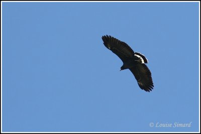Common Black-Hawk / Buse noire