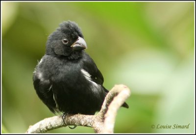  Variable Seedeater / Sporophile variable