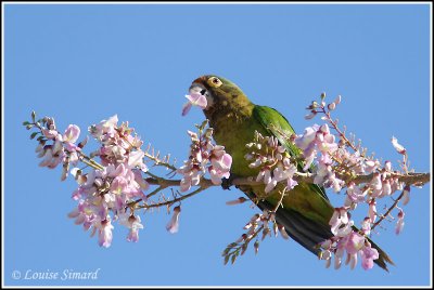 Orange-fronted Parakeet / Conure  front rouge