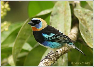 Golden-hooded Tanager / Calliste  coiffe d'or