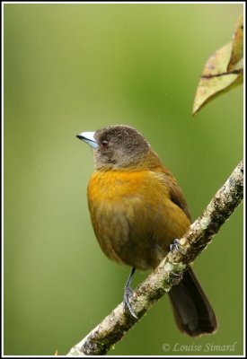 Passerini's Tanager (female) / Tangara  croupion rouge (femelle)