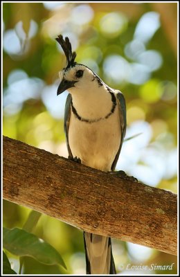 White-throated Magpie-Jay / Geai  face blanche