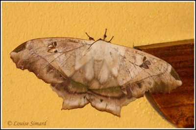 Moth / Papillon de nuit