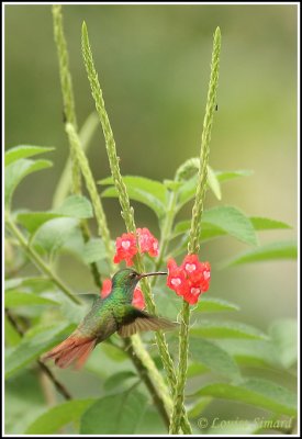 Rufous-tailed Hummingbird / Ariane  ventre gris