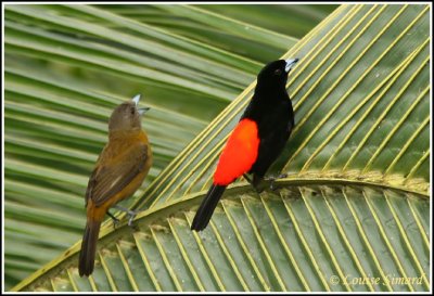 Passerini's Tanager (male and female) / Tangara  croupion rouge (mle et femelle)