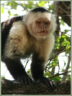 Capucine Monkey / Capucin  face blanche