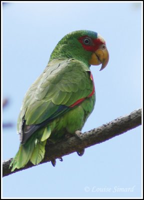 White-fronted Parrot / Amazone  front blanc