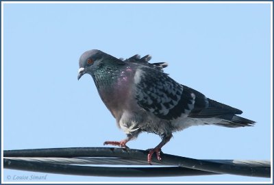 Pigeon biset / Rock Dove