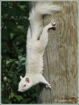 Ecureuil gris albinos / Albinos Gray Squirrel