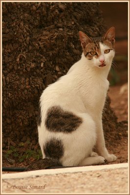 Chat calico (tricolore) / Calico Cat