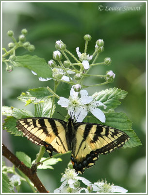 Papillon tigré du Canada / Canadian Tiger Swallowtail / Pterourus glaucus Canadensis