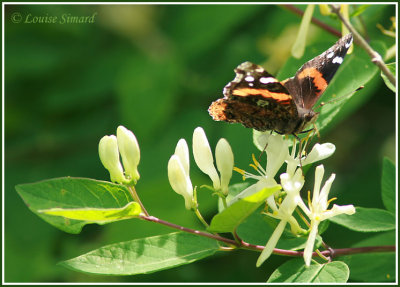 Vulcain / Red Admiral / Vanessa atalanta