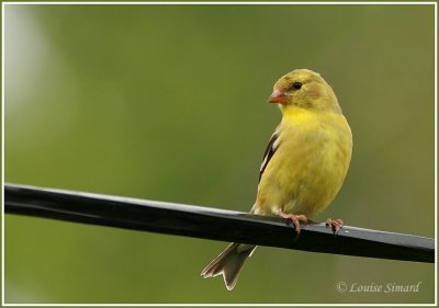 Chardonneret jaune / American Goldfinch