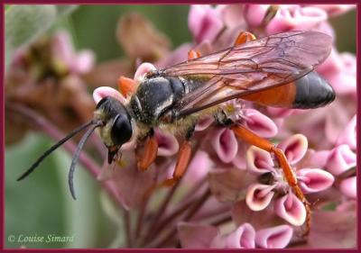 Sphex ichneumoneus / Great golden digger wasp / Grand Sphex dor
