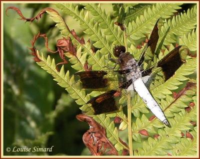 Libellula lydia (mle) / La lydienne / Common Whitetail