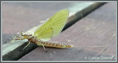 Éphémère / Mayfly
