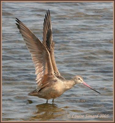 Barge marbre / Marbled Godwit