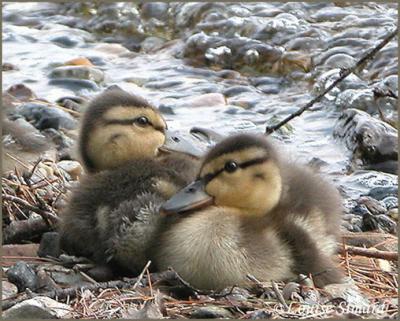 Canard colvert (Mallard)