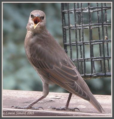 tourneau sansonnet (European Starling)