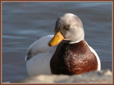 Canard domestique 